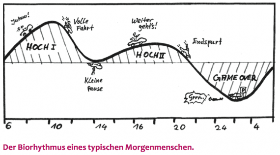 Der typische Biorhythmus eines Morgenmenschen