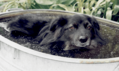 pfiffi der hund in der badewanne